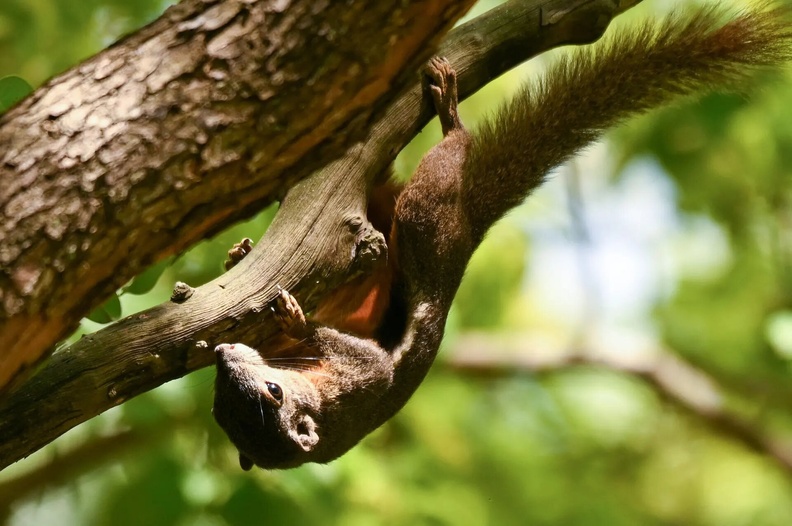 Squirrel upside down on branch, Singapore